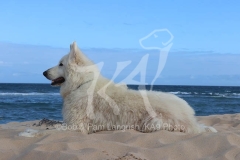 Shepherd - White Swiss