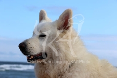 Shepherd - White Swiss