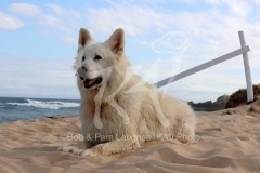 Shepherd - White Swiss