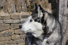 Siberian Husky