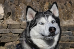 Siberian Husky