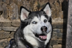 Siberian Husky