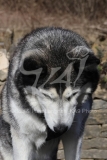 Siberian Husky