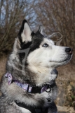 Siberian Husky