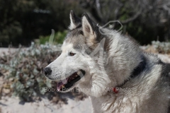 Siberian Husky