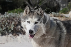 Siberian Husky