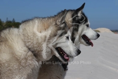 Siberian Husky