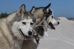 Siberian Husky