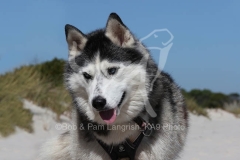 Siberian Husky