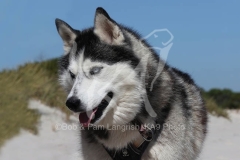 Siberian Husky
