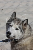 Siberian Husky