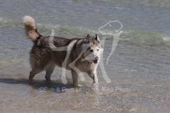 Siberian Husky