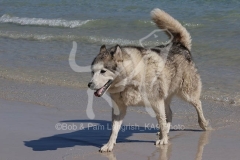 Siberian Husky