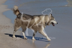 Siberian Husky