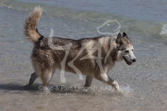 Siberian Husky