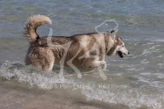 Siberian Husky