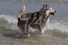 Siberian Husky