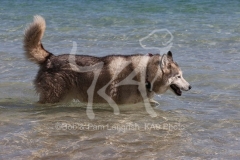 Siberian Husky