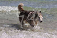 Siberian Husky