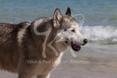 Siberian Husky