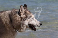 Siberian Husky