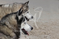 Siberian Husky