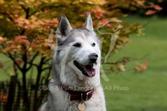Siberian Husky