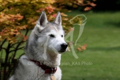 Siberian Husky