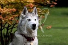 Siberian Husky