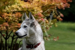 Siberian Husky