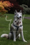 Siberian Husky
