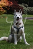 Siberian Husky