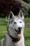 Siberian Husky