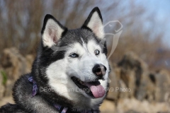 Siberian Husky