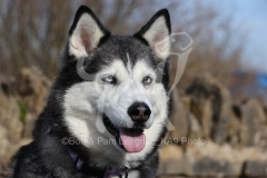 Siberian Husky