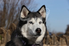 Siberian Husky