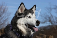 Siberian Husky