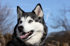 Siberian Husky