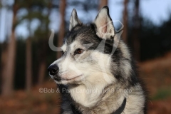 Siberian Husky
