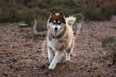 Siberian Husky
