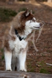 Siberian Husky