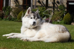 Dog