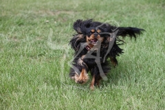 Spaniel - Cavalier King Charles