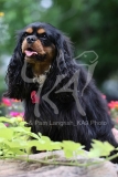 Spaniel - Cavalier King Charles