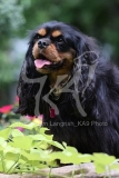 Spaniel - Cavalier King Charles