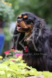 Spaniel - Cavalier King Charles