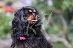 Spaniel - Cavalier King Charles