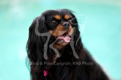 Spaniel - Cavalier King Charles