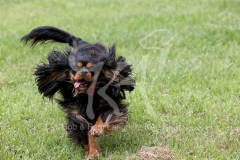 Spaniel - Cavalier King Charles