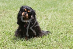 Spaniel - Cavalier King Charles